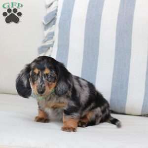 Ollie, Dachshund Puppy