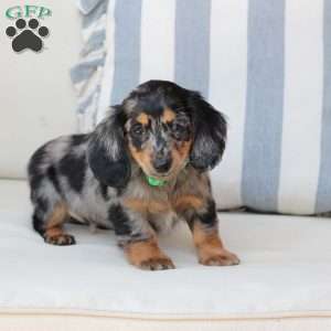 Ollie, Dachshund Puppy