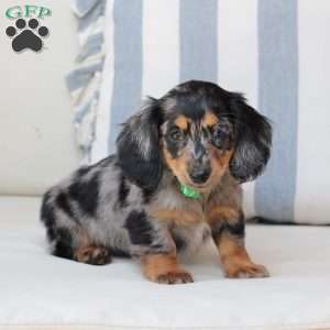 Ollie, Dachshund Puppy