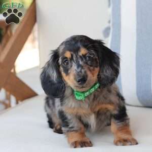 Ollie, Dachshund Puppy