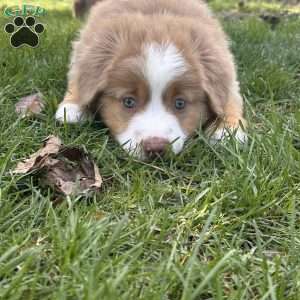 Gordan, Miniature Australian Shepherd Puppy