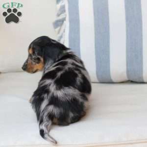 Ollie, Dachshund Puppy