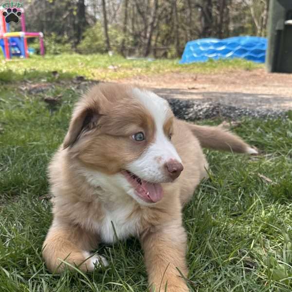 Gordan, Miniature Australian Shepherd Puppy