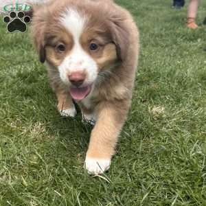 Mia, Miniature Australian Shepherd Puppy