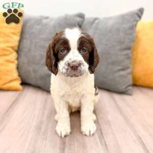 Chester, English Springer Spaniel Puppy