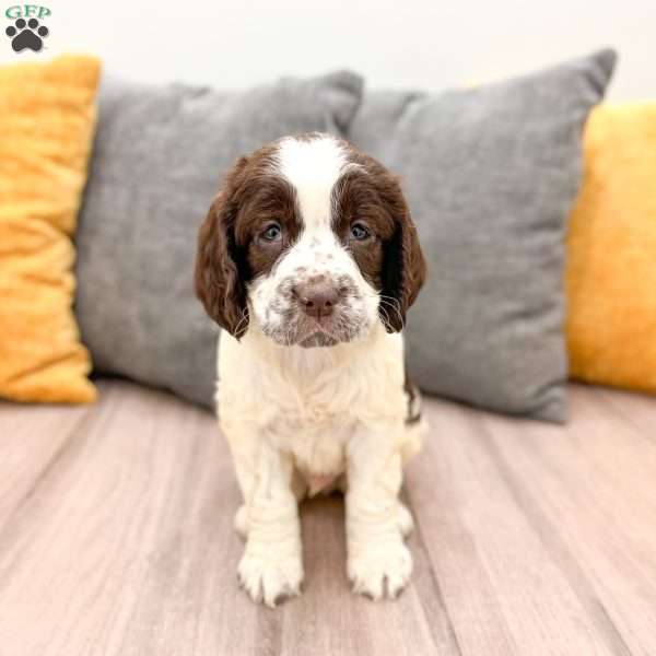 Chester, English Springer Spaniel Puppy