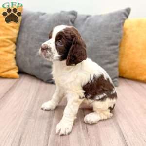 Chester, English Springer Spaniel Puppy
