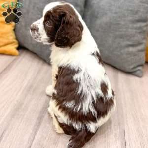 Chester, English Springer Spaniel Puppy