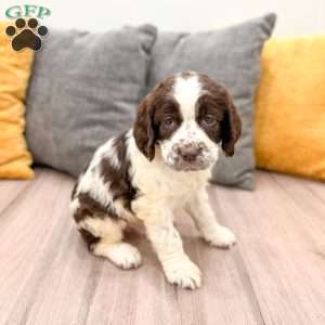 Chester, English Springer Spaniel Puppy