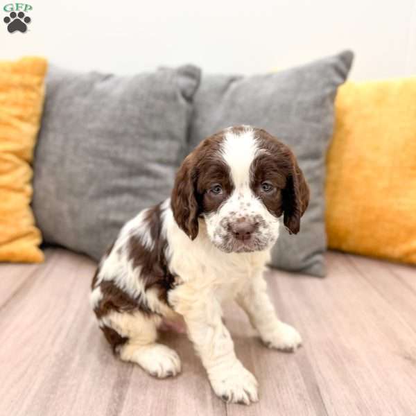 Chester, English Springer Spaniel Puppy