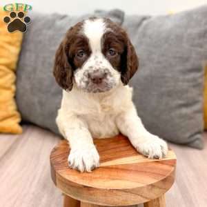 Chester, English Springer Spaniel Puppy