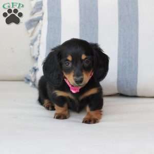 Penny, Dachshund Puppy