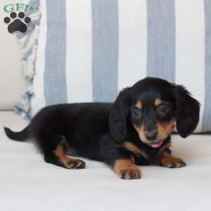 Penny, Dachshund Puppy