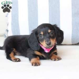 Penny, Dachshund Puppy