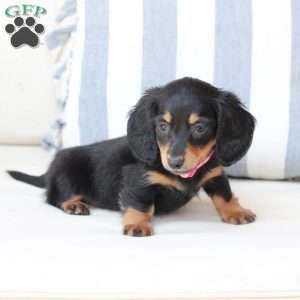 Penny, Dachshund Puppy
