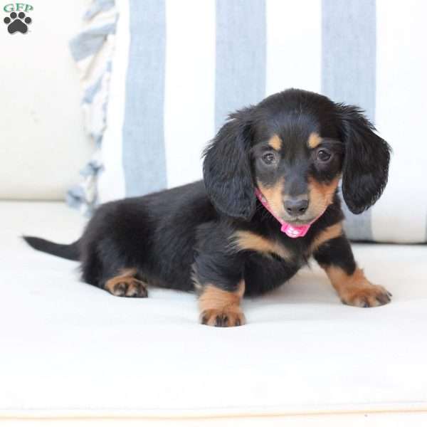 Penny, Dachshund Puppy