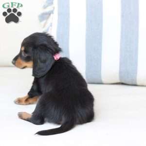 Penny, Dachshund Puppy
