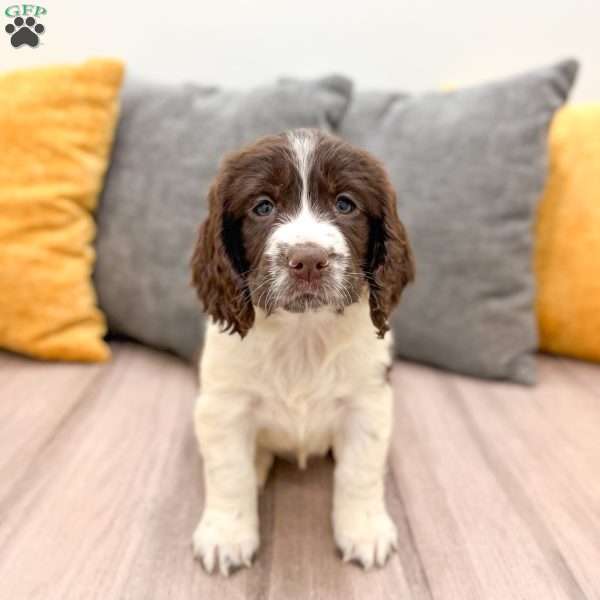 Hailey, English Springer Spaniel Puppy