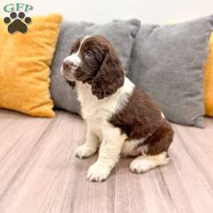 Hailey, English Springer Spaniel Puppy