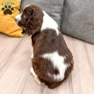 Hailey, English Springer Spaniel Puppy