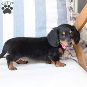 Penny, Dachshund Puppy