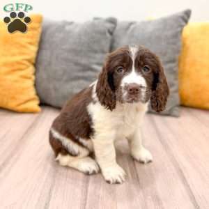 Hailey, English Springer Spaniel Puppy