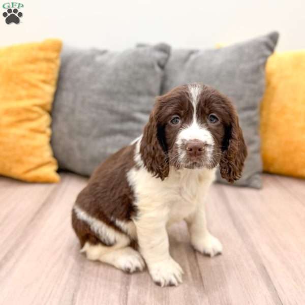 Hailey, English Springer Spaniel Puppy