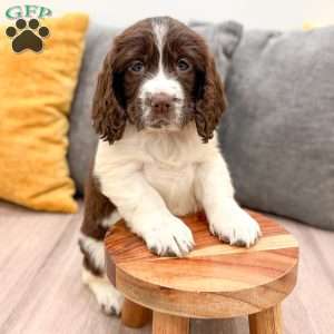 Hailey, English Springer Spaniel Puppy