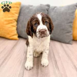 Heidi, English Springer Spaniel Puppy