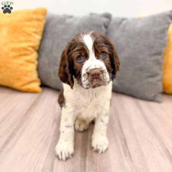 Heidi, English Springer Spaniel Puppy
