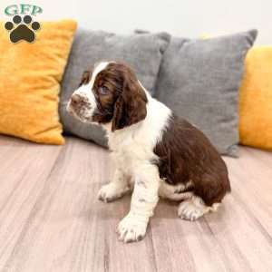 Heidi, English Springer Spaniel Puppy
