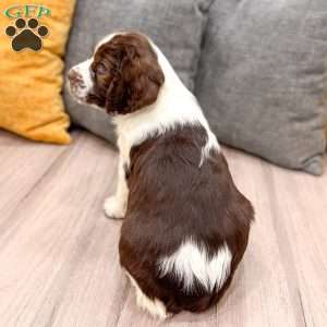 Heidi, English Springer Spaniel Puppy