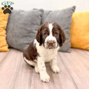 Heidi, English Springer Spaniel Puppy