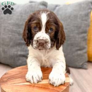 Heidi, English Springer Spaniel Puppy