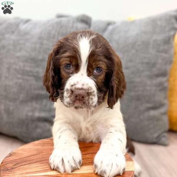 Heidi, English Springer Spaniel Puppy