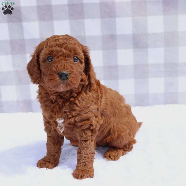 lotus, Mini Goldendoodle Puppy