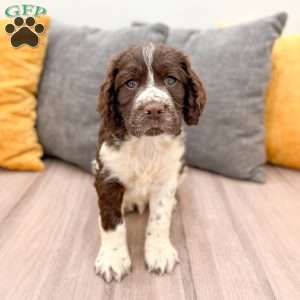 Buddy, English Springer Spaniel Puppy
