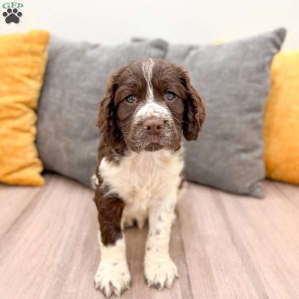 Buddy, English Springer Spaniel Puppy
