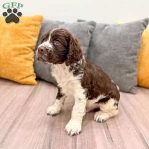 Buddy, English Springer Spaniel Puppy