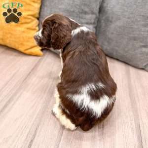Buddy, English Springer Spaniel Puppy