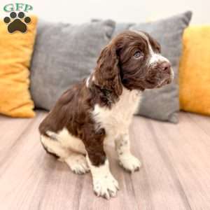 Buddy, English Springer Spaniel Puppy