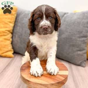 Buddy, English Springer Spaniel Puppy