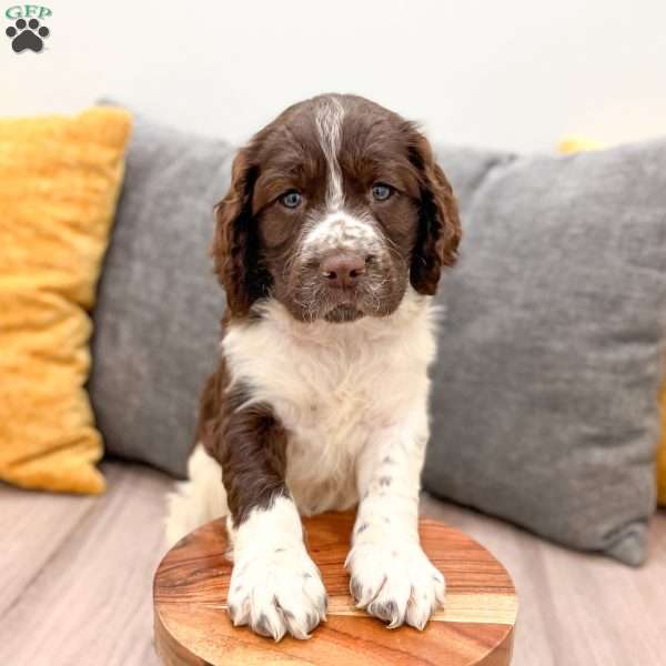 Buddy, English Springer Spaniel Puppy