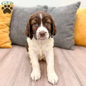 Holly, English Springer Spaniel Puppy