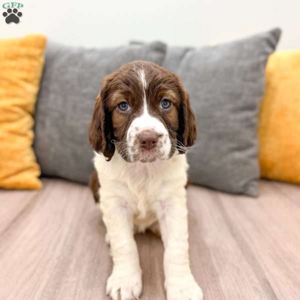 Holly, English Springer Spaniel Puppy