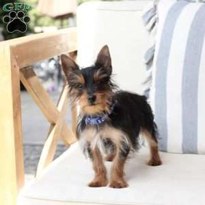 Ozzy, Yorkie Puppy