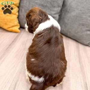 Holly, English Springer Spaniel Puppy