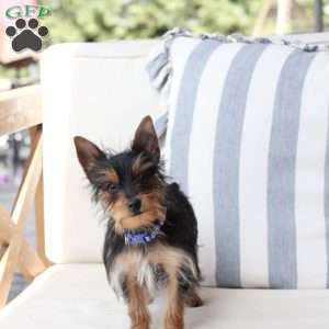 Ozzy, Yorkie Puppy