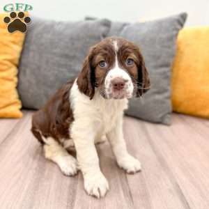 Holly, English Springer Spaniel Puppy