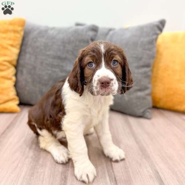 Holly, English Springer Spaniel Puppy